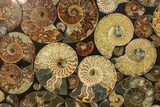 Eye-Catching, Cut & Polished Ammonite Fossil Round End Table #280277-1